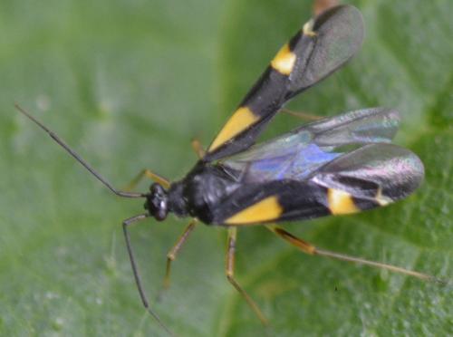 Dryophilocoris flavoquadrimaculatus